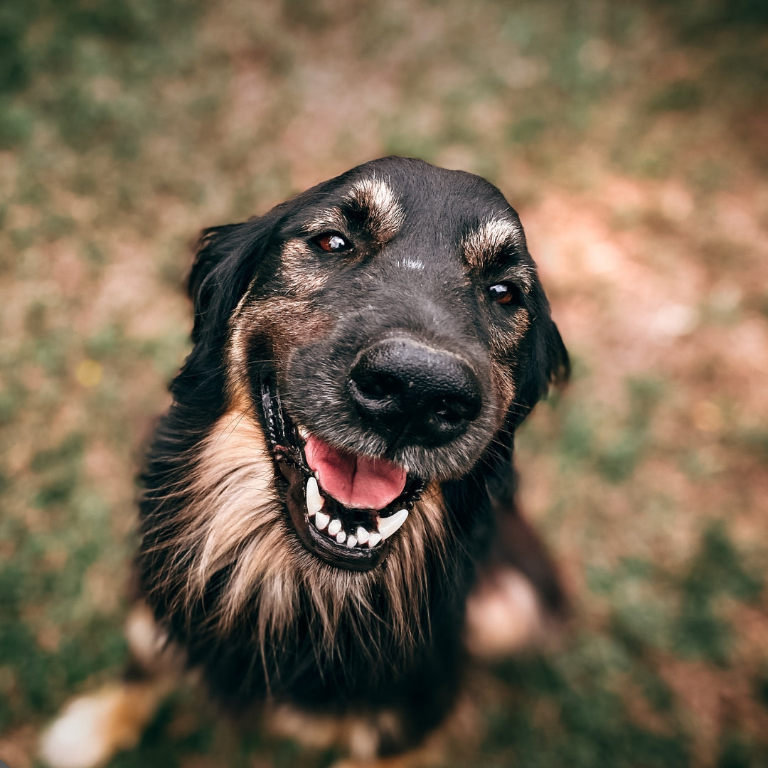 Best sellers - hugostreats