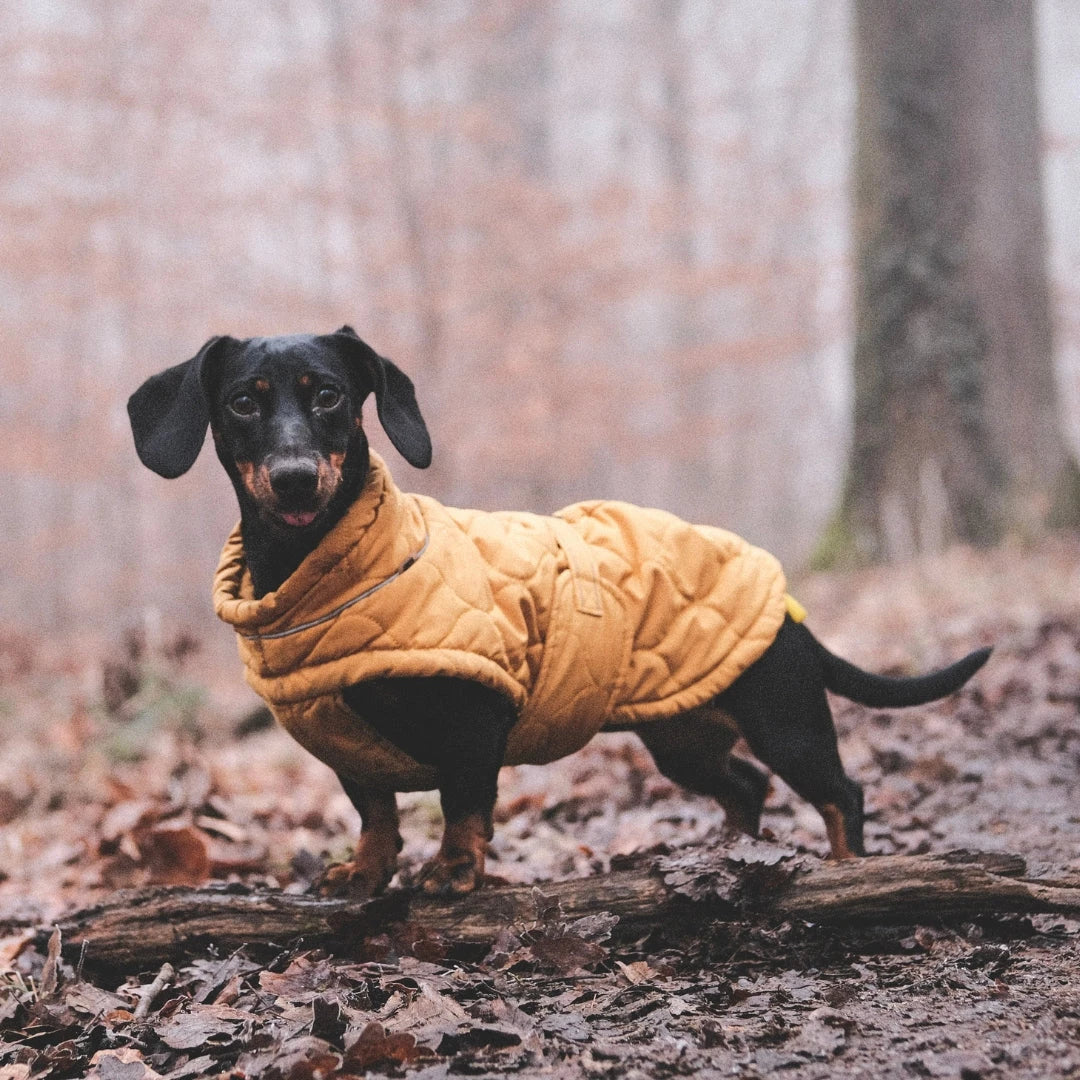 Coats & Accessories - hugostreats