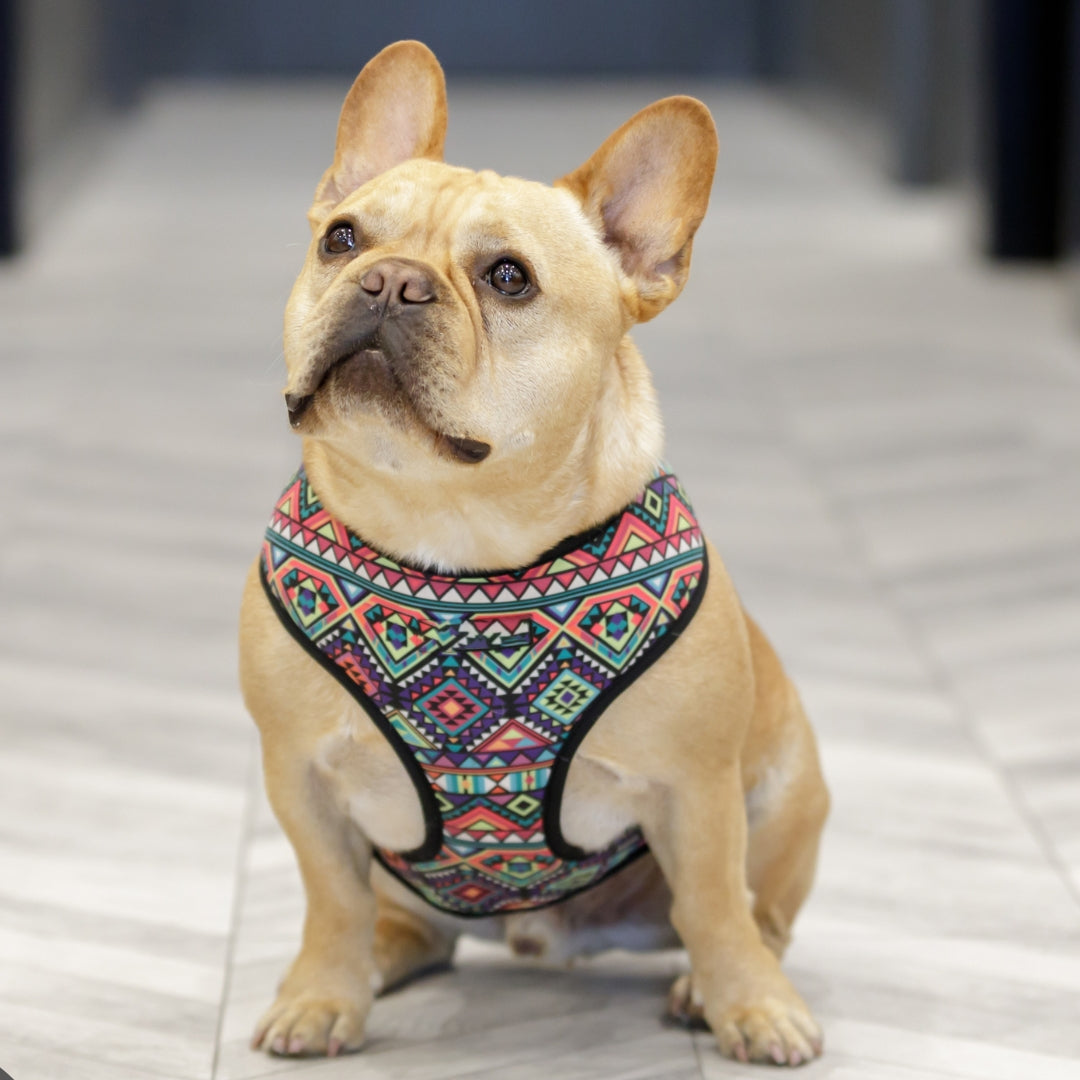 Harnesses - hugostreats