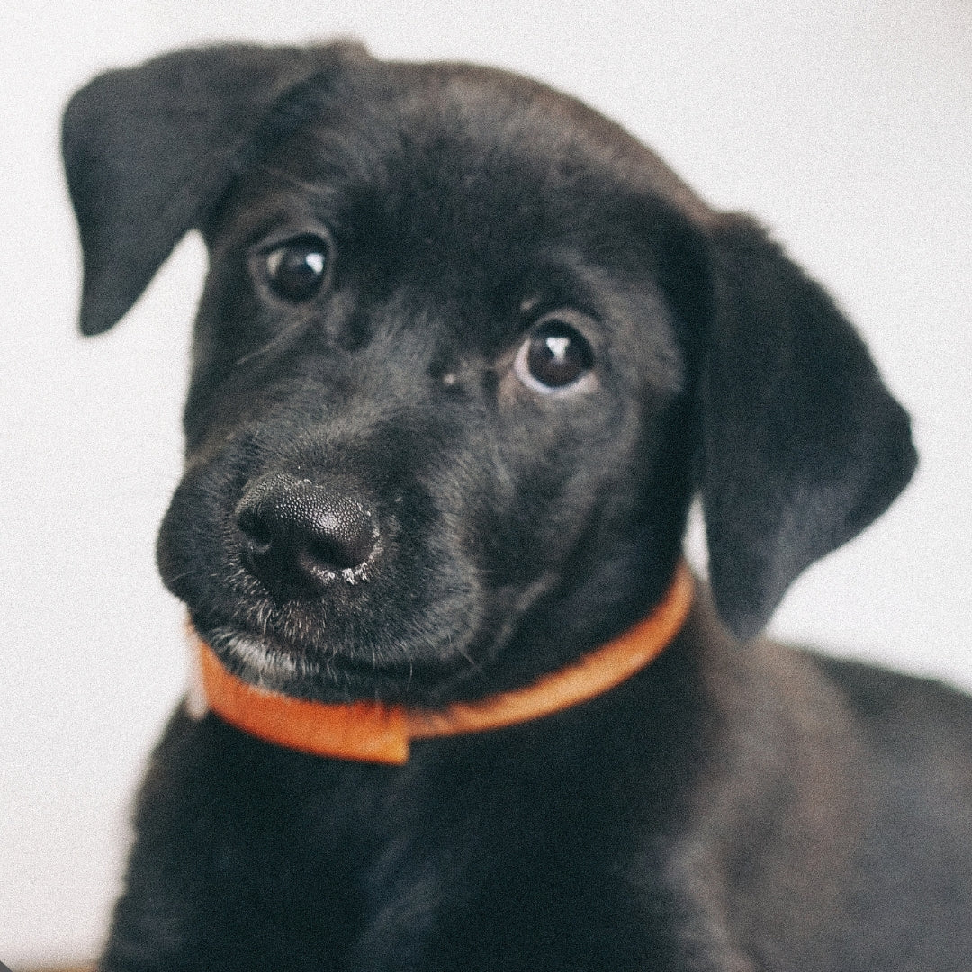 Collars & Leads - hugostreats