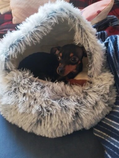Dog Cave/Den Bed