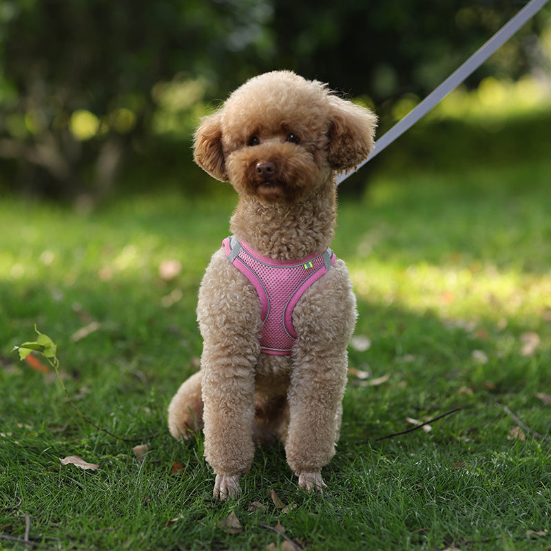 Pink Reflective Small Dog Cute Harness + Lead