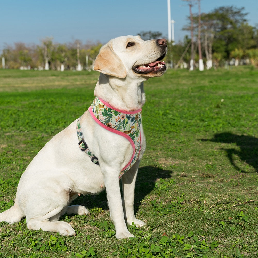 Small/Medium Dogs Pattern Harness - hugostreats