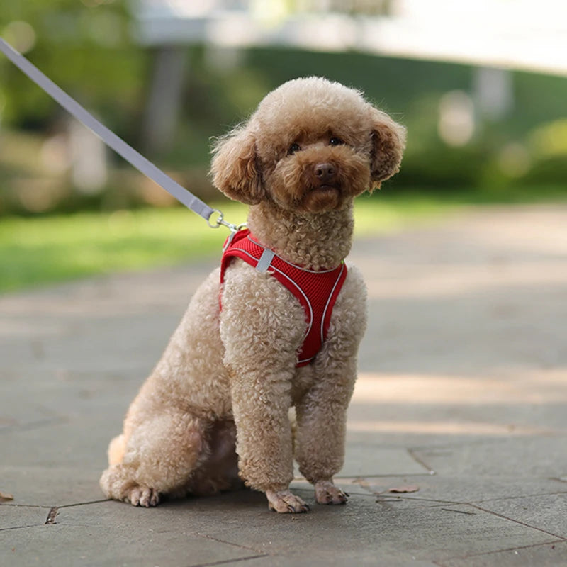 Red Reflective Small Dog Cute Harness and Lead
