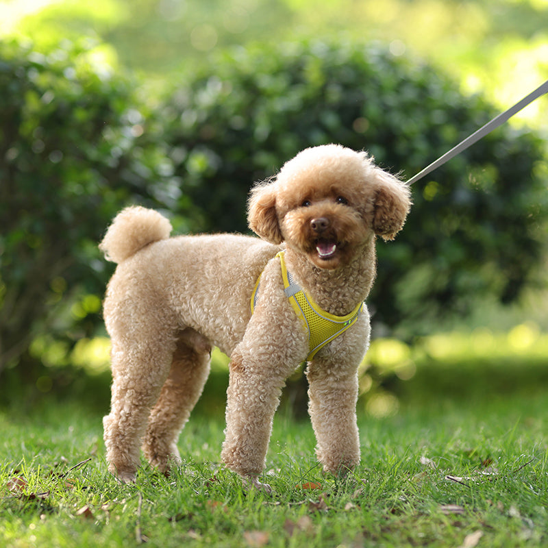 Yellow Reflective Small Dog Cute Harness and Lead