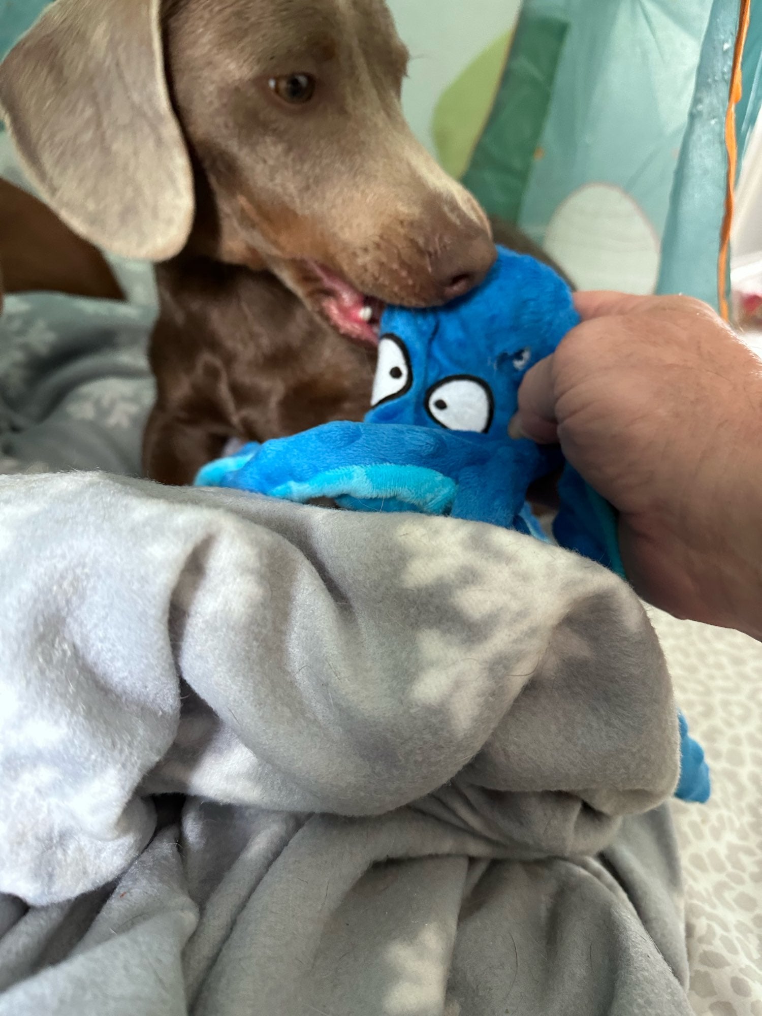 Squeaky Plush Octopus - hugostreats