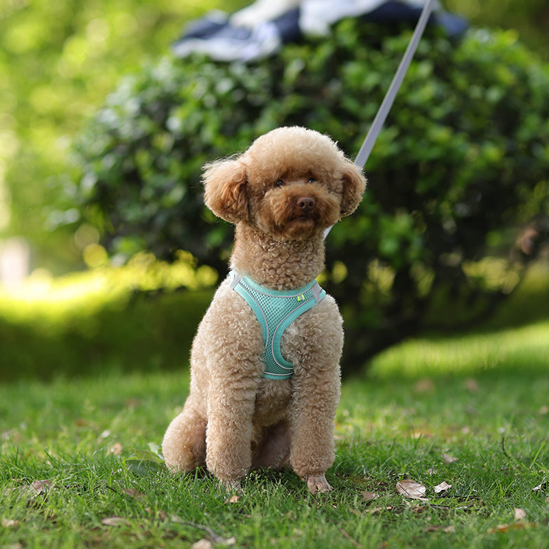 Blue Reflective Small Dog Cute Harness + Lead